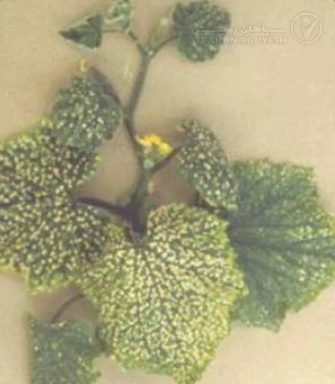علائم کمبود کلسیم در خیار (Calcium Deficiency)
