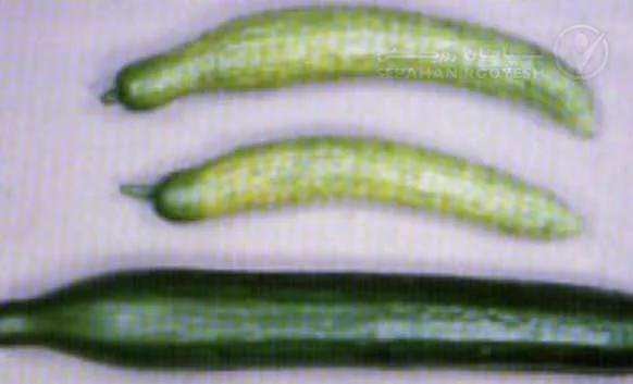 علائم کمبود مس در خیار (Copper Deficiency)