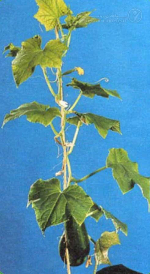 علائم کمبود آهن در خیار (Iron Deficiency)