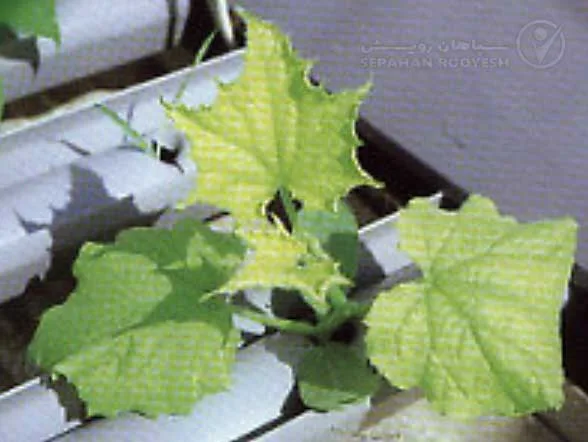 علائم کمبود آهن در خیار (Iron Deficiency)
