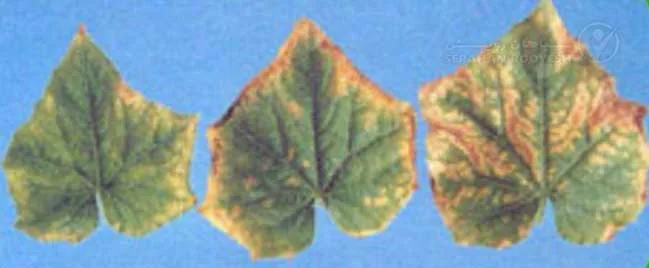 علائم کمبود پتاسیم در خیار (Potassium Deficiency)