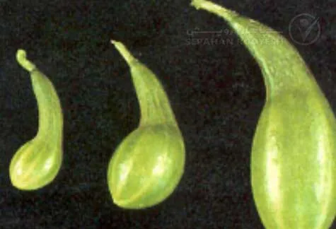 علائم کمبود پتاسیم در خیار (Potassium Deficiency)