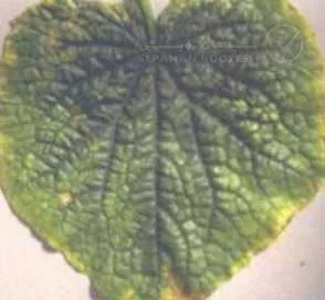 علائم کمبود پتاسیم در خیار (Potassium Deficiency)