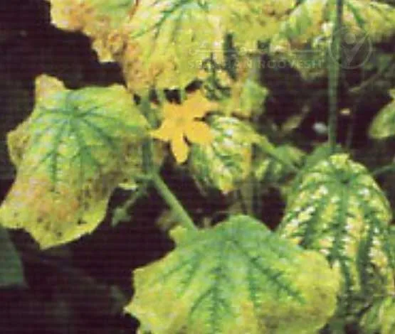 علائم کمبود پتاسیم در خیار (Potassium Deficiency)