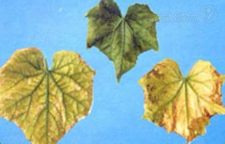 علائم کمبود منیزیم در خیار (Magnesium Deficiency)