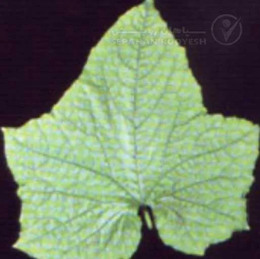 علائم کمبود منگنز در خیار (Manganese Deficiency)