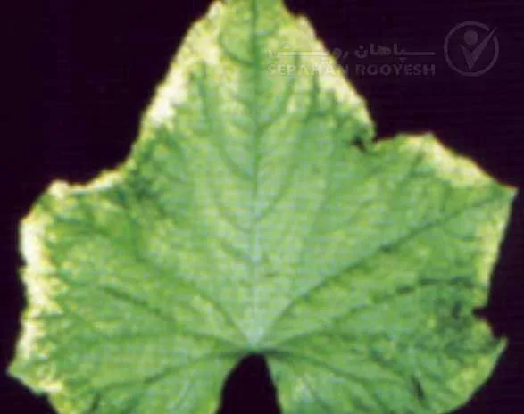 علائم کمبود مولیبدن در خیار (Molybdenum Deficiency)