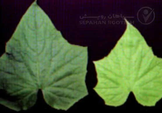علائم کمبود نیتروژن در خیار (Nitrogen Deficiency)