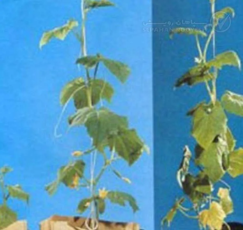 علائم کمبود نیتروژن در خیار (Nitrogen Deficiency)