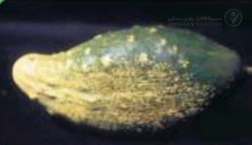 علائم کمبود نیتروژن در خیار (Nitrogen Deficiency)