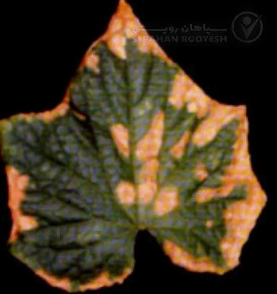 علائم کمبود فسفر در خیار (Phosphorus Deficiency)