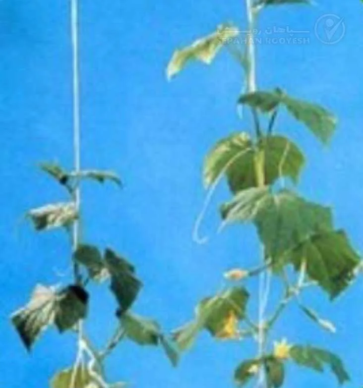 علائم کمبود فسفر در خیار (Phosphorus Deficiency)