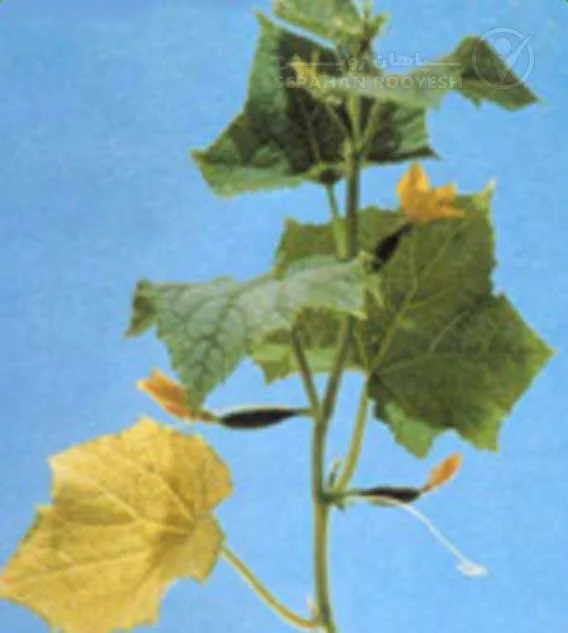 علائم کمبود فسفر در خیار (Phosphorus Deficiency)