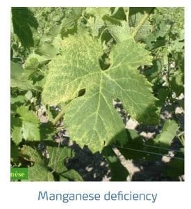 علائم کمبود منگنز در انگور (Manganese Deficiency)