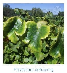 علائم کمبود پتاسیم در انگور (Potassium Deficiency)