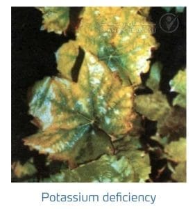 علائم کمبود پتاسیم در انگور (Potassium Deficiency)