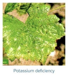 علائم کمبود پتاسیم در انگور (Potassium Deficiency)