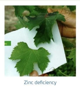 علائم کمبود روی در انگور (Zinc Deficiency)