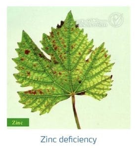 علائم کمبود روی در انگور (Zinc Deficiency)