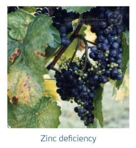 علائم کمبود روی در انگور (Zinc Deficiency)