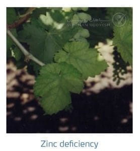 علائم کمبود روی در انگور (Zinc Deficiency)