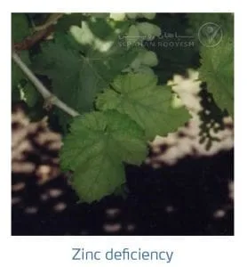 علائم کمبود روی در انگور (Zinc Deficiency)