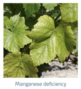 علائم کمبود منگنز در انگور (Manganese Deficiency)