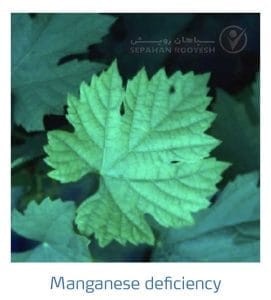 علائم کمبود منگنز در انگور (Manganese Deficiency)