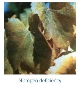 علائم کمبود نیتروژن در انگور (Nitrogen Deficiency)