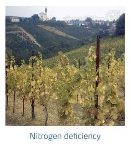 علائم کمبود نیتروژن در انگور (Nitrogen Deficiency)