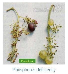 علائم کمبود فسفر در انگور (Phosphorus Deficiency)