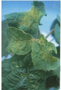 علائم کمبود بُر در کیوی(Boron Deficiency)