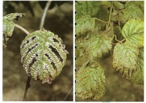 علائم سمیت بُر در کیوی (Boron Deficiency)
