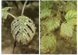 علائم سمیت بُر در کیوی (Boron Deficiency)