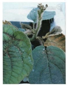 علائم کمبود کلسیم در کیوی (Calcium Deficiency)