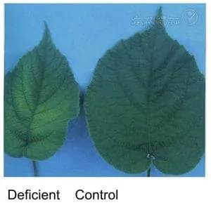 علائم کمبود مس در کیوی (Copper Deficiency)