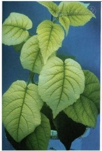علائم کمبود آهن در کیوی (Iron Deficiency)