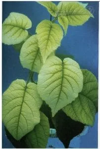 علائم کمبود آهن در کیوی (Iron Deficiency)