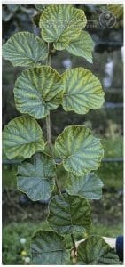 علائم کمبود منگنز در کیوی (Manganese Deficiency)