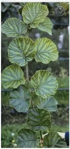 علائم کمبود منگنز در کیوی (Manganese Deficiency)