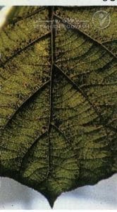 علائم سمیت منگنز در کیوی (Manganese Deficiency)