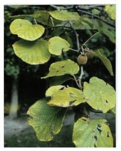 علائم کمبود نیتروژن در کیوی (Nitrogen Deficiency)