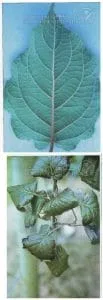 علائم کمبود پتاسیم در کیوی (Potassium Deficiency)
