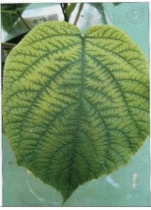علائم کمبود روی در کیوی (Zinc Deficiency)