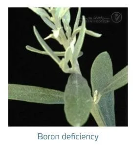 علائم کمبود بُر در زیتون(Boron Deficiency)