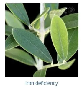 علائم کمبود آهن در زیتون(Iron Deficiency)