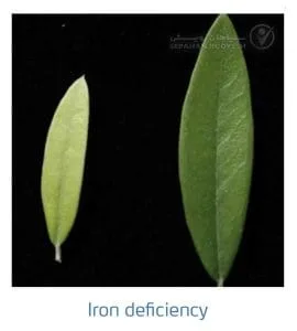 علائم کمبود آهن در زیتون(Iron Deficiency)