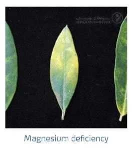 علائم کمبود منیزیم در زیتون(Magnesium Deficiency)
