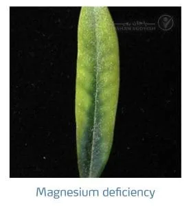 علائم کمبود منیزیم در زیتون(Magnesium Deficiency)