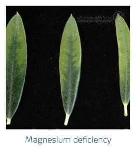 علائم کمبود منیزیم در زیتون(Magnesium Deficiency)